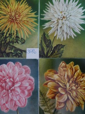 4 alte Postkarten große Blüten Blumen Dahlie wunderschön !