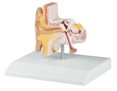 Ohrmodell, anatomisches Modell Ohr Otoskopie, 1,5-fach