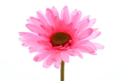 Blume Seidenblume Gerbera Kunstblume Dekoblume Tischdeko pink