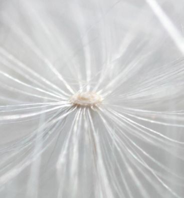 Zaunsichtschutz Helle Pusteblumen Sichtschutz Garten Zaun