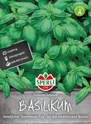 Basilikum ''Großes Grünes Genoveser'' bewährter Typ, für die mediterrane Küche