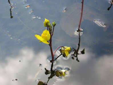Wasserschlauch - Utricularia vulgaris Schwimmpflanze Teichpflanzen Teichpflanze