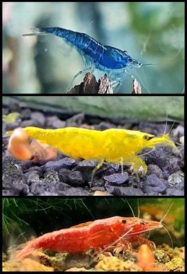 30x Garnelen: Neocaridina Farbmix in rot, blau, gelb, Süßwasser, Aquarium