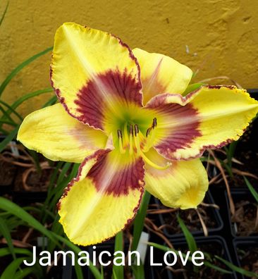 Hemerocallis ´Jamaican Love´ Taglilie