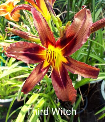 Hemerocallis ´Third Witch´ Taglilie