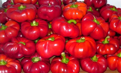 Siebenbürgener Tomatenpaprika - Gogosar 10+ Samen - Knackerig und SÜß! Ca 063