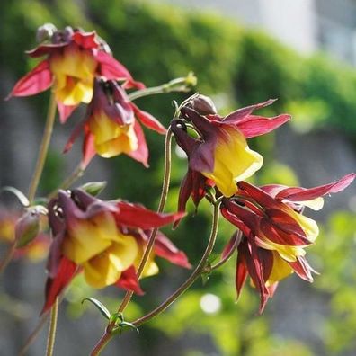 Chinesische Akelei - Aquilegia oxysepala 25+ Samen - Saatgut - Seeds Z 067