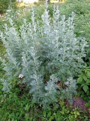 Wermutkraut - Artemisia absinthium - 50+ Samen - Seeds - Echter Absinth! F 002