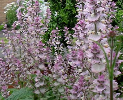Muskatellersalbei - Salvia sclarea - 10+ Samen - DUFTIG und SCHÖN! F 027
