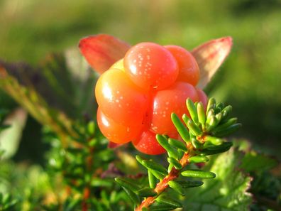 Moltebeere - Cloudberry - Rubus chamaemorus 5+ Samen - Graines G 004
