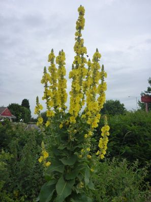 Grossblütige Königskerze - Verbascum densiflorum - Mullein 125+ Samen E 182