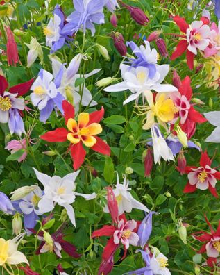 Mischung Akelei Ton de Waard - Aquilegia hybrida 25+ Samen - Seeds Z 107