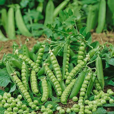 Palerbse Douce Provence - Pea 10+ Samen - Seeds - Extrem früh und ertragreich! H 103