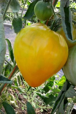 King of Siberia Tomate - Tomaten 5+ Samen Saatgut - Seeds - Tomatensamen P 462
