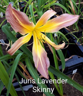 Hemerocallis ´Juris Lavender Skinny´ Taglilie