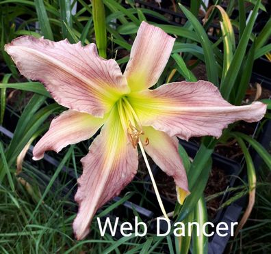 Hemerocallis ´Web Dancer´ Taglilie