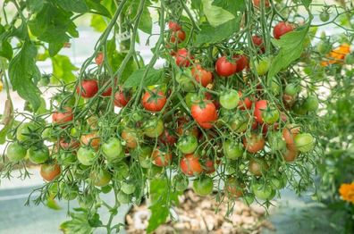 Rose Quartz Multiflora Tomate - 5+ Samen - Saatgut EXTREM ertragreich! P 185