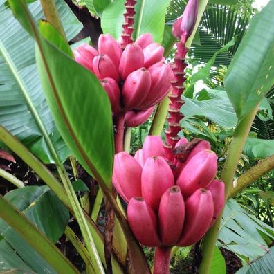 Rosa Zwergbanane - Pink Banana - Musa velutina - 5+ Samen Saatgut - Gx 028