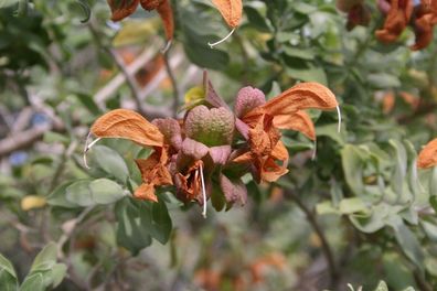 Gelber Salbei - Afrikasalbei Salvia africana-lutea Golden salvia 5+ Samen E 298