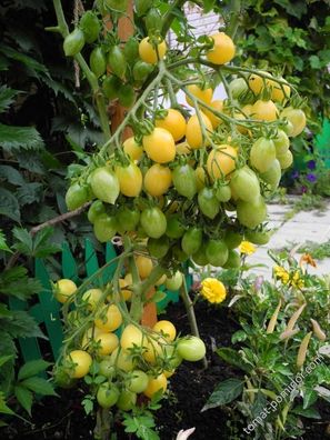 Barry´s Crazy Cherry Tomate - Tomato 5+ Samen - Saatgut - Gemüsesamen P 259