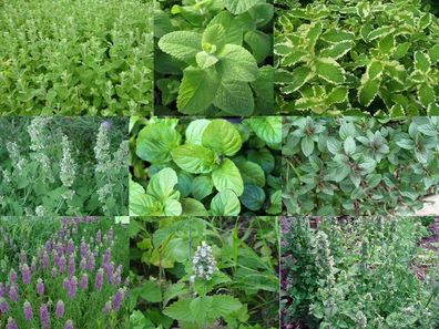 Minze - 9 Sorten - Mint - 9 varieties - 165+ Samen - Duftige Raritäten! V 155