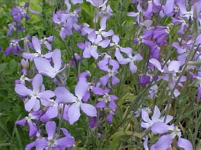 Abendlevkoje - Evening Stock Matthiola longipetala ssp. Bicornis 50+ Samen Z 106