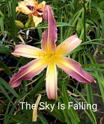 Hemerocallis ´The Sky Is Falling´ Taglilie