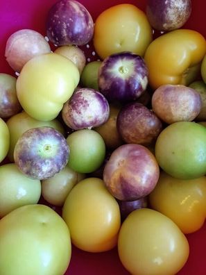 Tomatillo Foter Landrace Mischung aus Ungarn 20+ Samen - Seeds Hungarian So 082