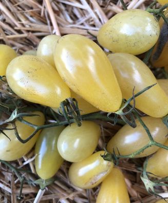 Tomate Ivory Tears 5+ Samen - Seeds - Graines - samenfeste Kirschtomate P 434