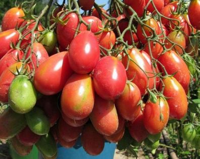 Chio-chio San Tomate - Tomato 5+ Samen - Saatgut - Seeds - Gemüsesamen P 229