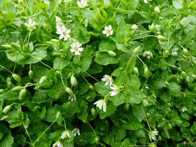 Gewöhnliche Vogelmiere - Stellaria media Chickweed 125+ Samen - Seeds E 155