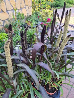 Perlhirse - Rohrkolbenhirse - Pearl Millet - 25+ Samen - Seeds - Am 082