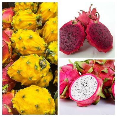 Drachenfrucht Paket aus 3 Sorten - Pitahaya - Dragon Fruit 25+ Samen - V 182