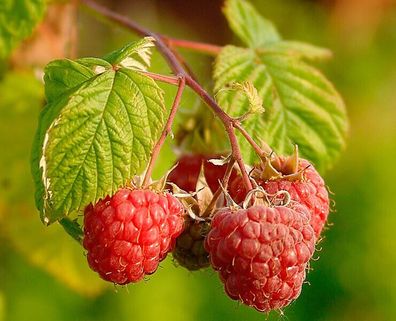 Himbeere - Rubus idaeus - European raspberry 50+ Samen - Saatgut - Seeds G 085