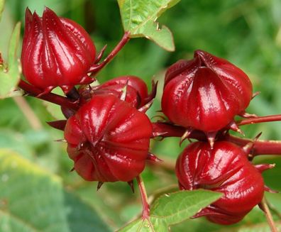 Roselle - Afrikanische Malve - Hibiscus sabdariffa - 10+ Samen - Seeds Ed 014