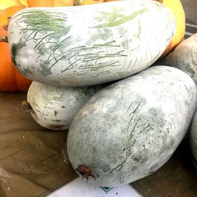 Wachskürbis - Benincasa hispida - 5+ Samen Giant Wax Melon aus China C 066