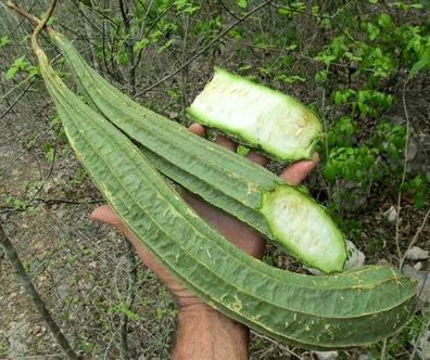 Flügelgurke Loofah - Angled Luffa Silk Gourd Luffa acutangula 5+ Samen - C 069
