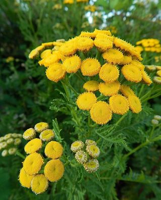 Rainfarn - Tansy - Tanacetum vulgare - 200+ Samen - Saatgut - Seeds E 134