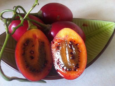 Tamarillo - Baumtomate - 5+ Samen - Seeds - Graines - RIESE Spezialität! So 028