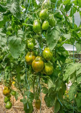 Victoria Smile Tomate - Tomato 5+ Samen - Saatgut - Seeds - Gemüsesamen P 263