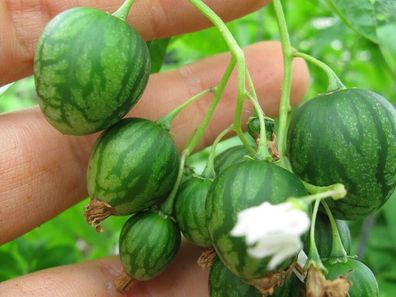 Tzimbalo - Solanum caripense - Wild Pepino Lloron 20+ Samen - Seeds So 040