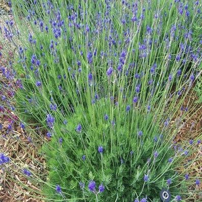 Farnblättriger Lavendel - Oreganolavendel - Egyptian Lavender 10+ Samen Seeds F 184