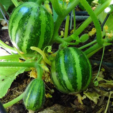 Gurkenmelone - Carosello Tondo di Massafra 5+ Samen Saatgut Seeds Cu 030