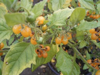 Gelber Nachtschatten - Solanum villosum - hairy nightshade 10+ Samen So 031