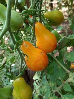 Tomate Lufichoise 5+ Samen - Saatgut - Seeds mit multiflora Blütenständen P 371