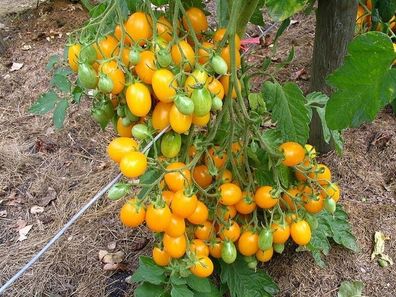 Tomate Ildi - 5+ Samen - Saatgut - Gemüsesamen - Honigsüß und Ertragreich! P 137