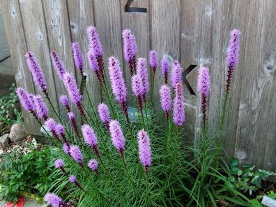 Ährige Prachtscharte - Liatris spicata - dense blazing star 25+ Samen Seeds E 234