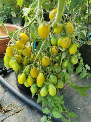 Amber Keyes Tomate - Tomato 40+ Samen - Saatgut - Ertragreiche Stabtomate P 360