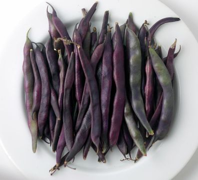 Stangenbohne mit violetten Hülsen Á Cosse Violette beans 10+ Samen Seeds H 106