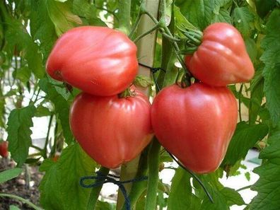Tomate Russischer rosa Honig - Rozovy Myod 5+ Samen ochsenherzförmig P 098